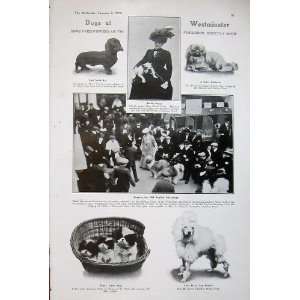   1908 Dog Show Westminster Wimbledon Prosa Poodle Japs