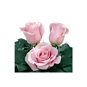 150 Stems of Pink Roses (Titanic) Grocery & Gourmet Food