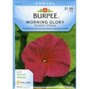  Burpee 44115 Morning Glory Scarlett OHara Seed Packet 