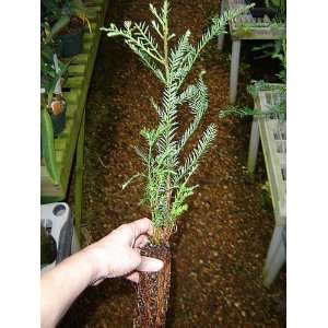   California redwood tree starts   21 inches high Patio, Lawn & Garden
