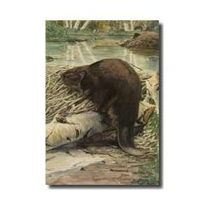  American Beaver Sitting On A Freshly Gnawed Log Giclee 