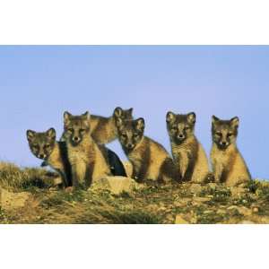   , Group of Curious Young Foxes, 20 x 30 Poster Print