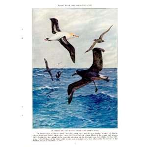   Albatross & Black Footed Albatross   Allan Brooks Vintage Bird Print