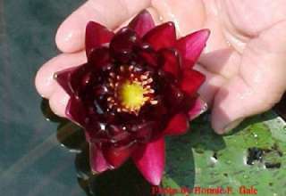 Almost Black hardy water lily grower direct zone 3 or higher  