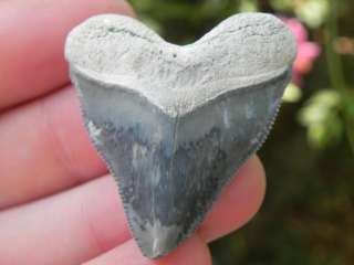 Bone Valley Fossil Megalodon Tooth MEGA WICKED JUVENILE  