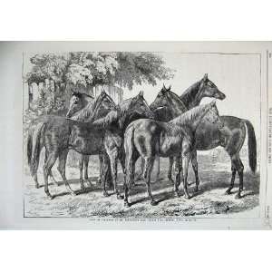  1868 Roup Yearlings Horses Blenkiron Sale Eltham Kent 