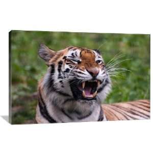  Tiger Roar   Gallery Wrapped Canvas   Museum Quality  Size 