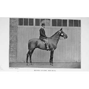 1904 Antique Portrait Hunter Gelding Horse Red Ruby 