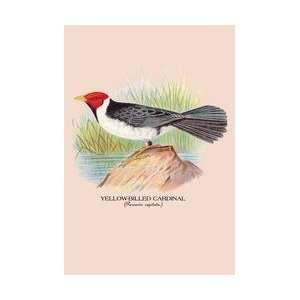  Yellow Billed Cardinal 20x30 poster