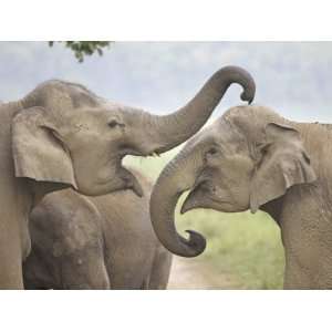  Elephants Play Fighting, Corbett National Park 
