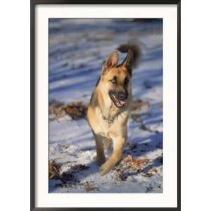 German Shepherd in Snow Photos To Go Collection Framed Photographic 