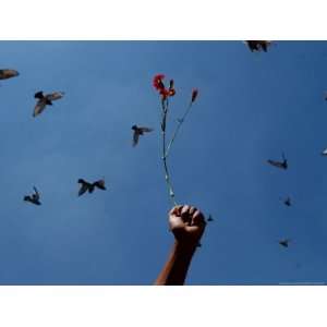  A Protester Holds a Flower During a Protest Photographic 