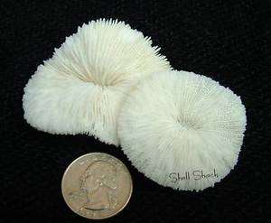   SHELLS   6 Tiny White Mushroom Coral 1 1/4 1 1/2   FREE ship  