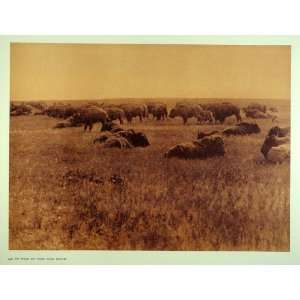   Buffalo Bison Great Plains Print   Original 1972 Print