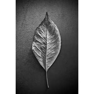  Fallen Leaf, Limited Edition Photograph, Home Decor 