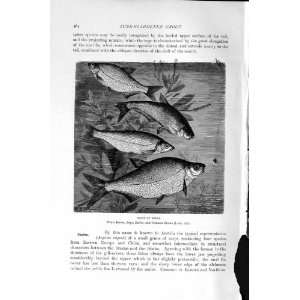  NATURAL HISTORY 1896 BREAM FISH ZOPE ZARTHE WHITE PRINT 