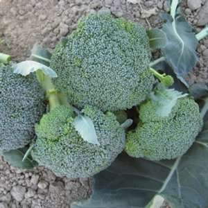  SeedsDirects Bay Meadows Broccoli Seeds 20 Pack 