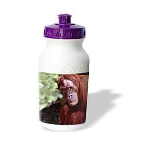  Wild animals   Orangutan   Water Bottles Sports 