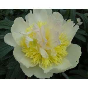  Honey Gold Peony Flower Seeds 30 Seed Pack Easy Grow 