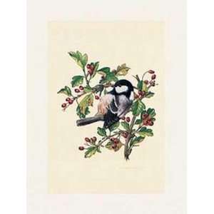  Parus Ater    Print