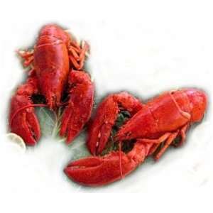 Two Live Maine Lobsters, 1.25 lbs. Each  Grocery & Gourmet 