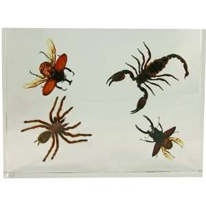  Amber / Clear Acrylic Desktop Decoration. Scorpion, Spider 