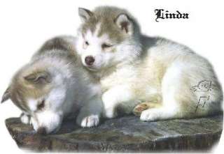 Baby Wolves Pictures, Images and Photos