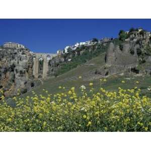  Wildflowers in El Tajo Gorge and Punte Nuevo, Ronda, Spain 