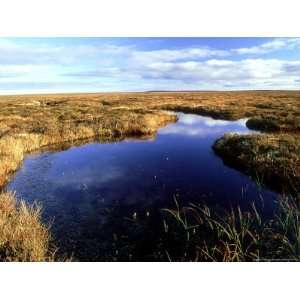  Peatland or Flow Country, Caithness, Scotland Premium 
