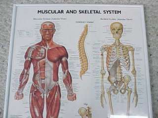 ANATOMY HUMAN BODY ART CHART MUSCULAR SKELETAL SYSTEM  