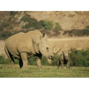  A Captive Southern White Rhinoceros Guards its Young 