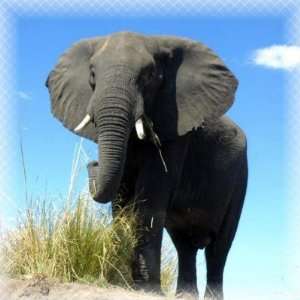  African Elephant Sticker Arts, Crafts & Sewing
