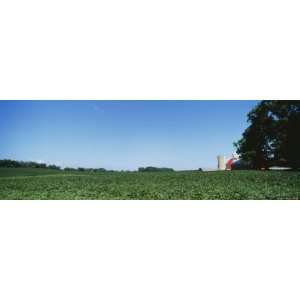  Green Soybean Crop in a Field, Grand Rapids, Michigan, USA 