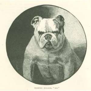  1885 Dogs Mastiff St Bernard Bull Dog Terrier Greyhound 