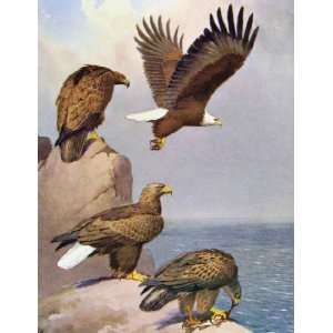  Eagles Hawks & Falcons Bald American Eagle Color Plate 