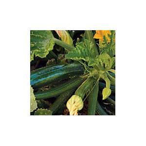  Dark Star Zucchini   Pack Patio, Lawn & Garden