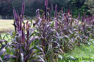 50+ Purple Majesty Millet  Black Ornamental Grass Birds  