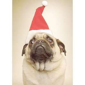  Pug In Santa Hat Christmas Cards   Box of 10 Everything 