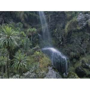  View of a Waterfall in the High Altitude Rain Forest of 