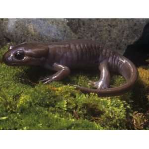  Brown Salamander, Ambystoma Gracile Gracile, California 