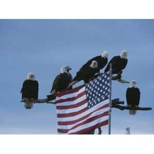 Group of Northern American Bald Eagles Sit on a Trees Sparse Perches 
