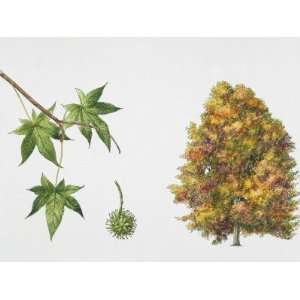  American Sweetgum (Liquidambar Styraciflua) Plant with 