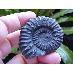  A2406 Gemqz Black Ammonite Fossil Double Sided Large 