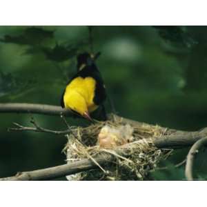  Male Golden Oriole Waiting for Chick to Defecate Stretched 