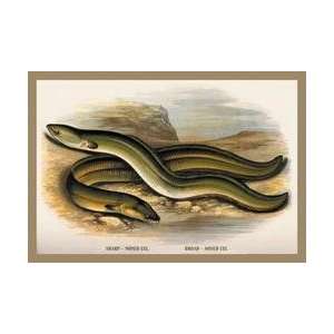  Sharp Nosed Eel and Broad Nosed Eel 20x30 poster