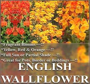 ENGLISH WALLFLOWER Flower Seeds 800   8,000 *NP* + FREE  