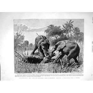    1893 FEMALE ELEPHANTS RESCUING BABY PITFALL ANIMALS