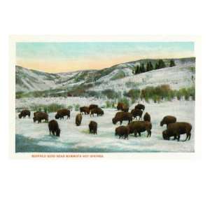 View of Buffalo Herd near Mammoth Hot Springs, Yellowstone National 