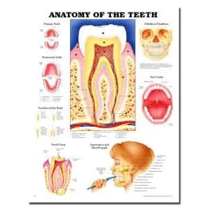  Anatomy Of The Teeth 3D Raised Relief Chart Health 