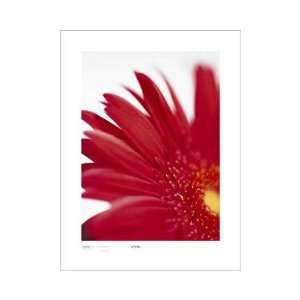  Gerbera, Bright Red On White Poster Print